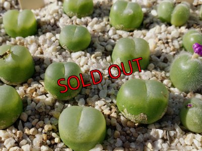 画像1: EEF ratum【25-11】