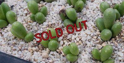 画像2: bruynsii SH2592【25-11】