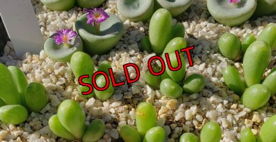 画像1: bruynsii SH2592【25-11】