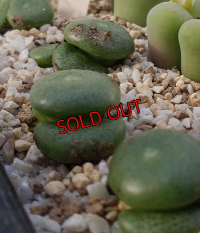 画像2:  ssp. ricardianum LAV28184【25-11】