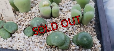 画像1:  ssp. ricardianum LAV28184【25-11】