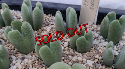 画像1: Claviferans H&M 2465【25-11】