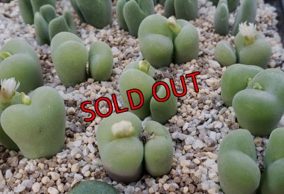 画像1:  concavum SB1857【25-11】