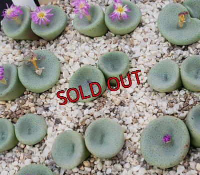 画像1: crateriforme CR.1427 /2H【25-11】