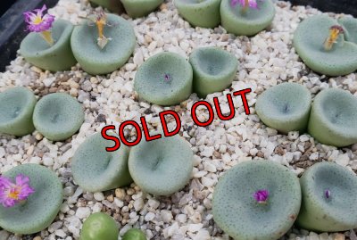 画像2: crateriforme CR.1427 /2H【25-11】