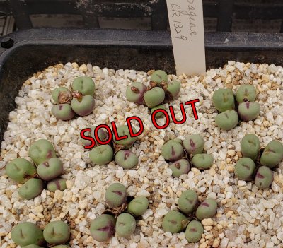 画像1:  Pageae CR1329【25-11】