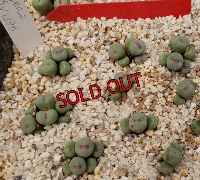 届きたての写真なのでシワがでていないです。