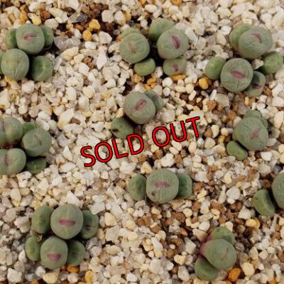 現在の様子です、シワがだいぶん無くなってきました。