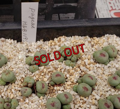 画像1:  Pageae H&B1195【25-11】