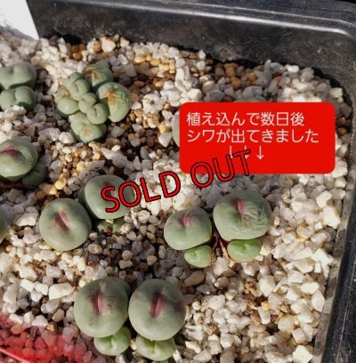 画像2:  Pageae H&B1195【25-11】