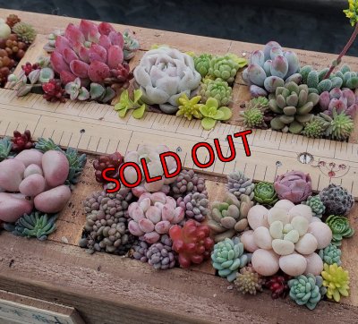 画像9: 【予約ページ】採集して愛でる木箱R-7WS（25-4）