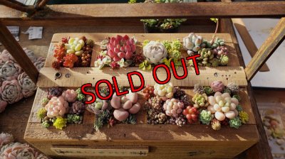 画像4: 【予約ページ】採集して愛でる木箱R-7WS（25-4）