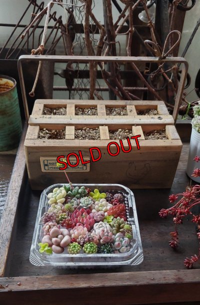 画像3: 【予約ページ】採集して愛でる木箱R-7WS（25-4）