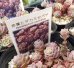 画像2: 赤葉日高ミセバヤ/3寸（25-4） (2)