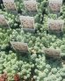 画像3: マジョール/セダム　2.5寸（25-4） (3)