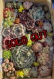 寄せ植えセット/ヴィンセントカトー入り（25-4）