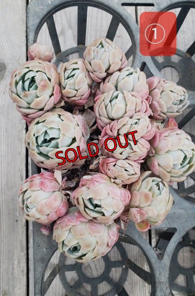 画像4: クリームベリー群生/15〜18ｃｍサイズ（25-4）