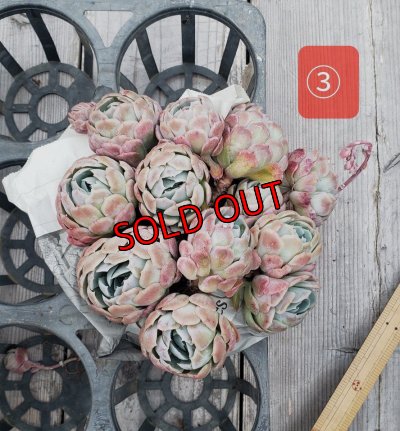 画像7: クリームベリー群生/15〜18ｃｍサイズ（25-4）