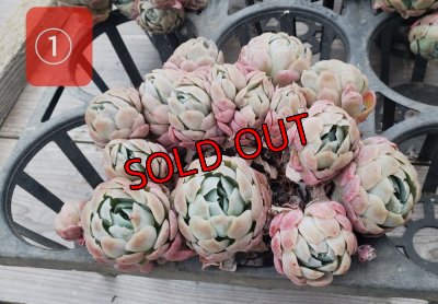 画像3: クリームベリー群生/15〜18ｃｍサイズ（25-4）