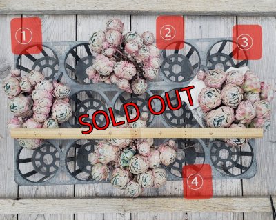 画像2: クリームベリー群生/15〜18ｃｍサイズ（25-4）