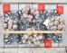 画像2: クリームベリー群生/15〜18ｃｍサイズ（25-4）