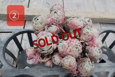 画像6: クリームベリー群生/15〜18ｃｍサイズ（25-4）