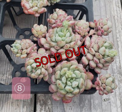 画像12: 萌豆群生（25-4）