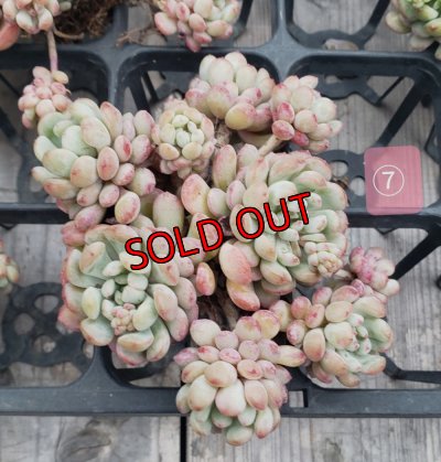 画像11: 萌豆群生（25-4）