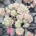 画像9: 萌豆群生（25-4）