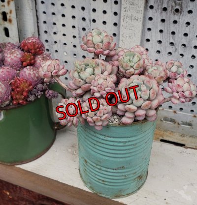 植えるとこんな感じです