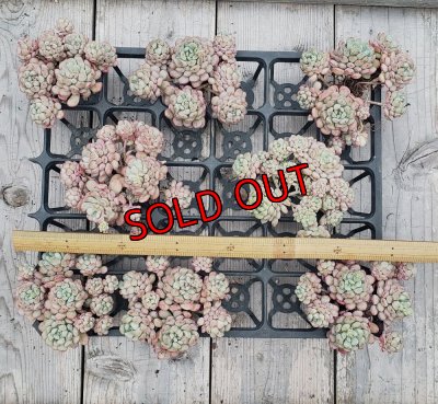 画像4: 萌豆群生（25-4）