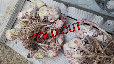 株が取れそうなので枯れ葉はとらずに発送します