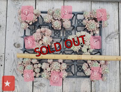 画像2: 萌豆群生（25-4）