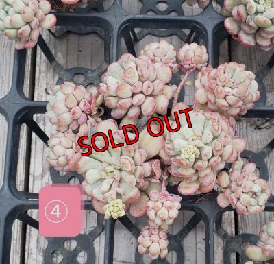 画像8: 萌豆群生（25-4）