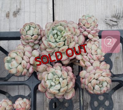 画像6: 萌豆群生（25-4）