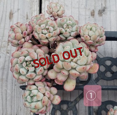 画像5: 萌豆群生（25-4）