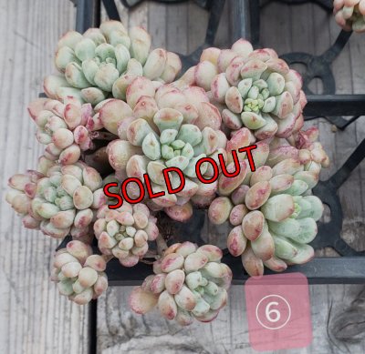 画像10: 萌豆群生（25-4）