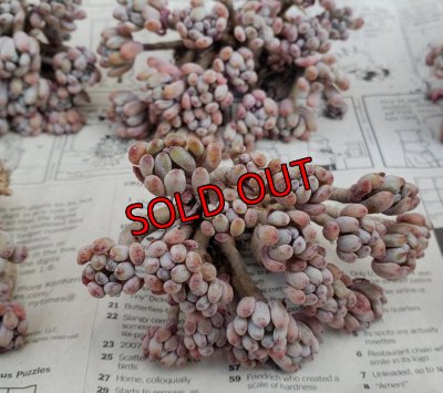 画像4: ブルービーン群生（25-4）