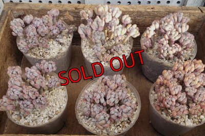 画像3: ブルービーン群生（25-4）