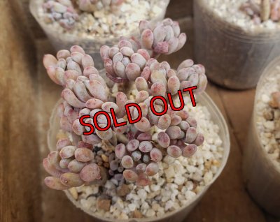 画像6: ブルービーン群生（25-4）