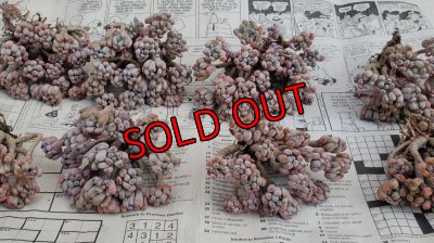 画像5: ブルービーン群生（25-4）