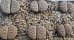 画像1: C243  ssp. gracilidelineata v. waldroniae  【25-9】 (1)