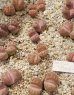 画像1:  'Pink -Otsue' ex. C128【25-9】 (1)