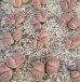 画像2:  'Pink -Otsue' ex. C128【25-9】 (2)