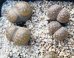 画像2: C157verruculosa Inae red/2H (2)