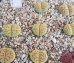 画像1: C398A sub sp eberlanzii Avocado Cream【25-9】 (1)