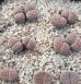 画像2: C192  schwantesii ssp. schwantesii var. rugosa 【25-9】 (2)