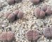 画像1: C192  schwantesii ssp. schwantesii var. rugosa 【25-9】 (1)