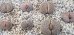 画像2: C72 ssp. dendritica瑞光玉【25-9】 (2)