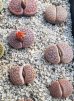 画像1: C73 ssp. dendritica瑞光玉【25-9】 (1)